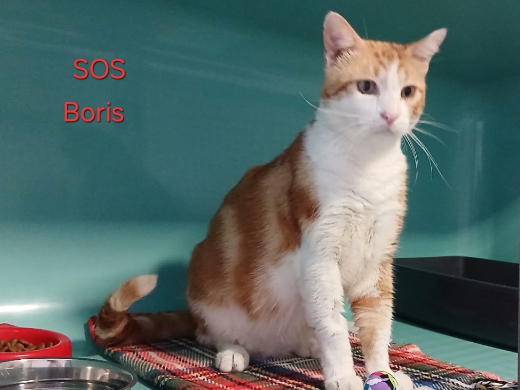 Boris - Chat Européen à adopter