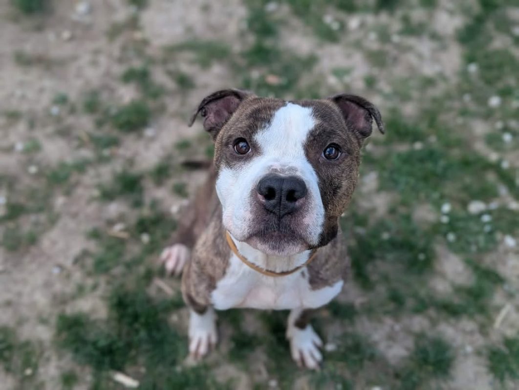 Tay'son - Chien à adopter