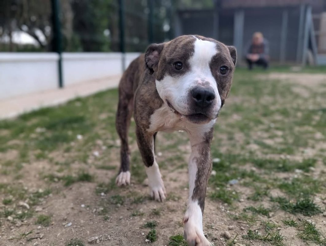 Tay'son - Chien à adopter - photo 2