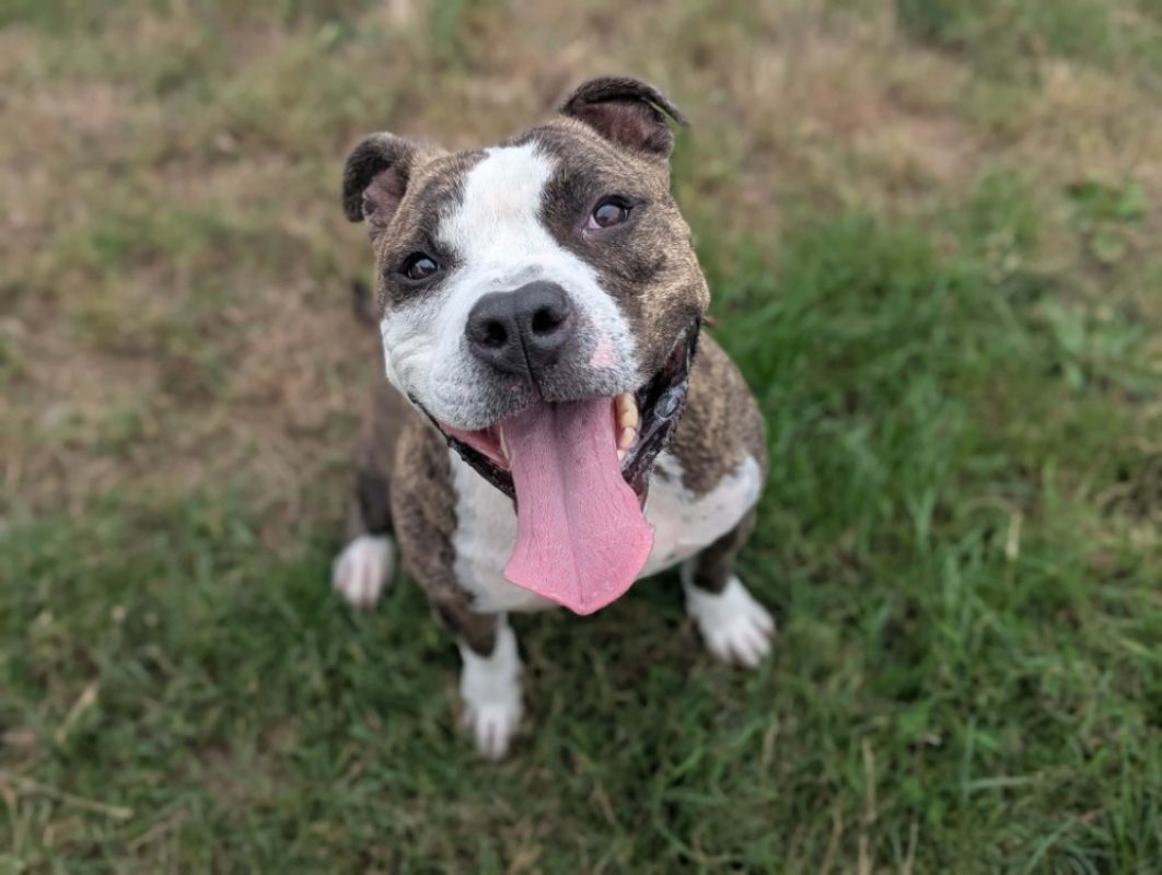 Tay'son - Chien à adopter