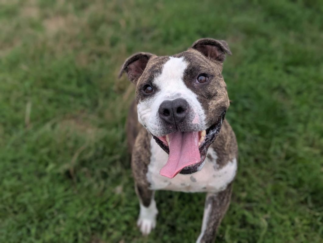 Tay'son - Chien à adopter - photo 2