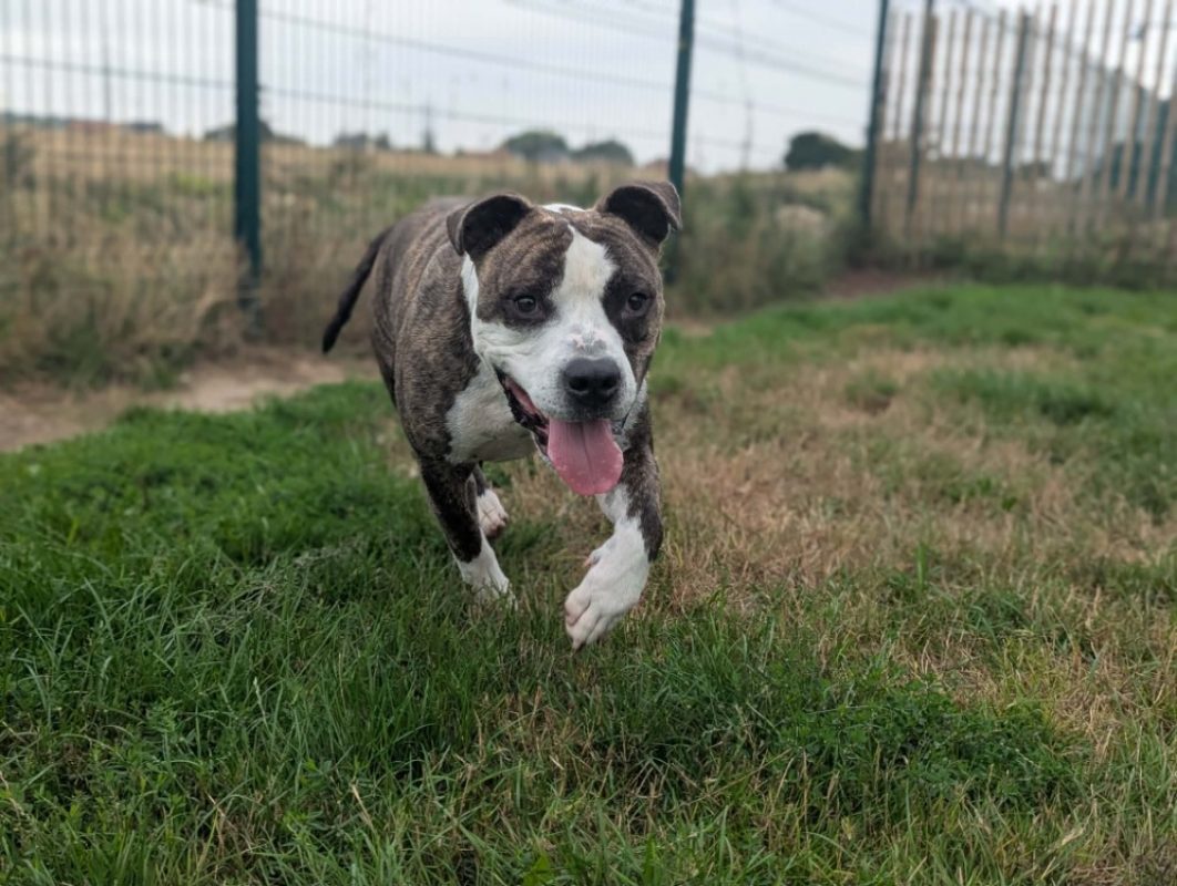 Tay'son - Chien à adopter - photo 3