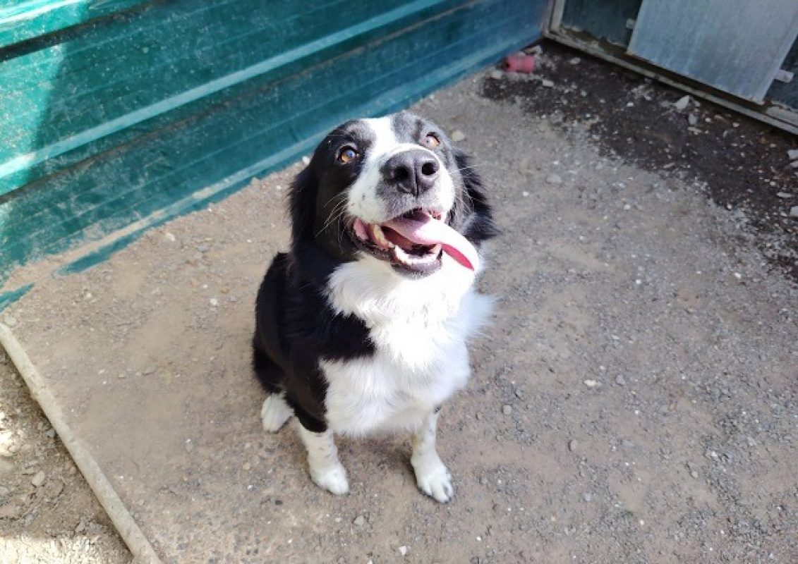 Loki - Chien Border Collie à adopter