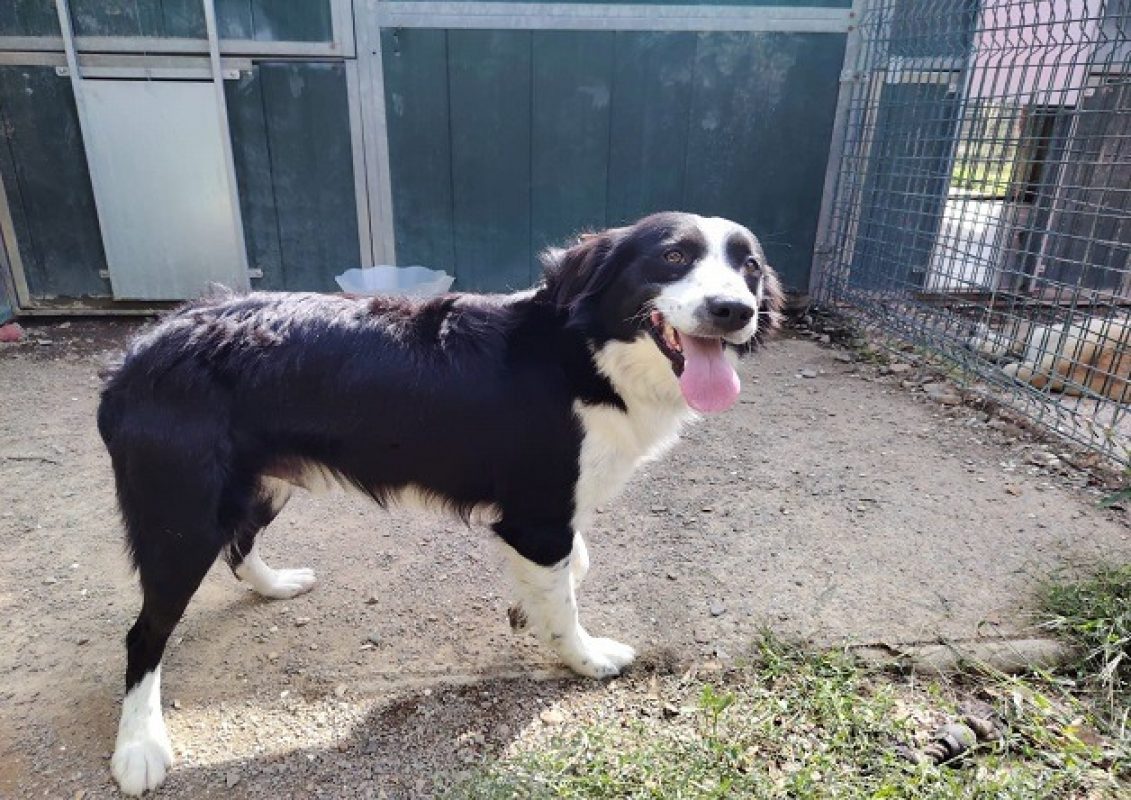 Loki - Chien Border Collie à adopter - photo 2