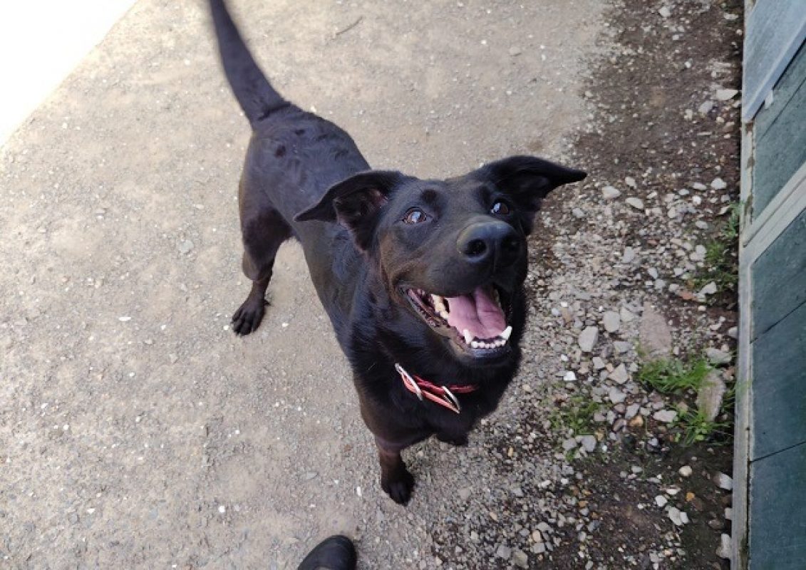 Hasta - Chien à adopter