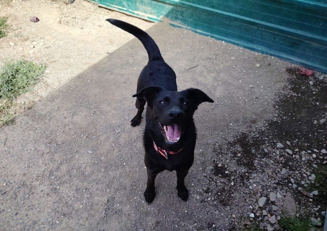 Hasta - Chien à adopter - photo 2