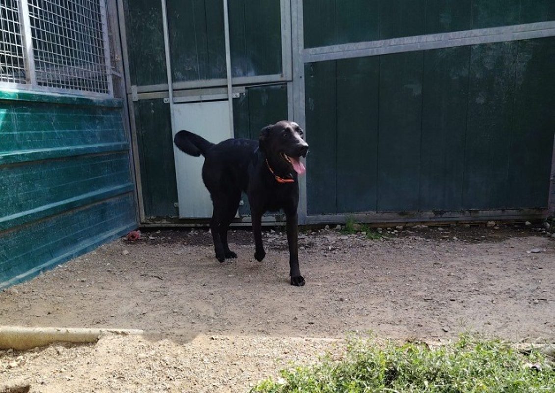 Hasta - Chien à adopter - photo 3