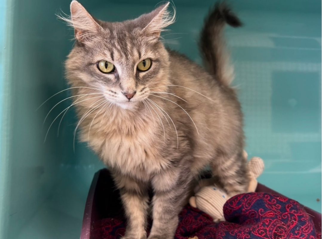 Nuage - Chat Européen à adopter