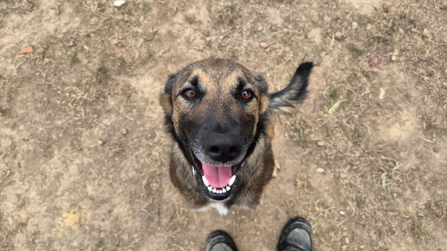Malice - Chien Berger Belge Malinois à adopter