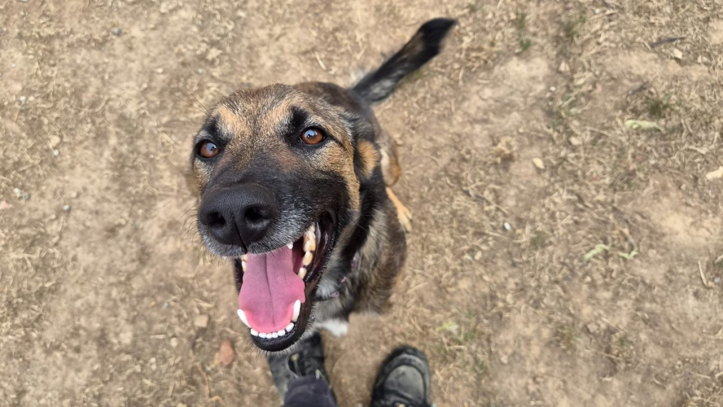 Malice - Chien Berger Belge Malinois à adopter - photo 2