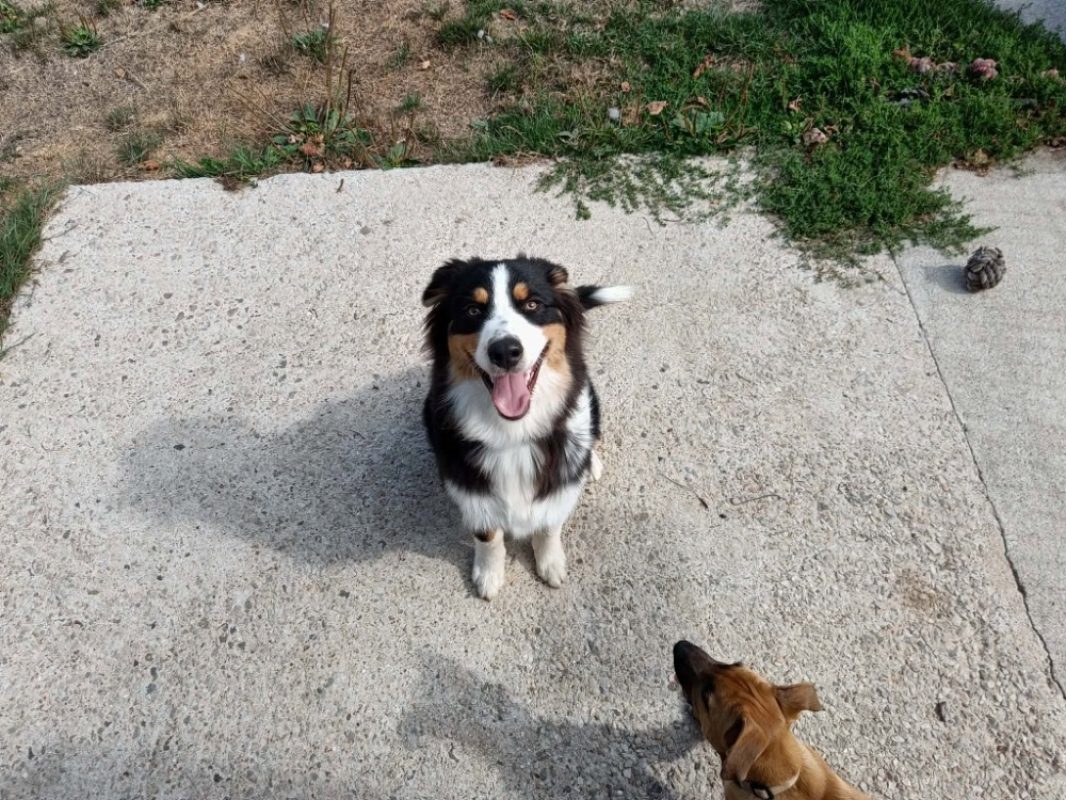 Bali - Chien à adopter - photo 2