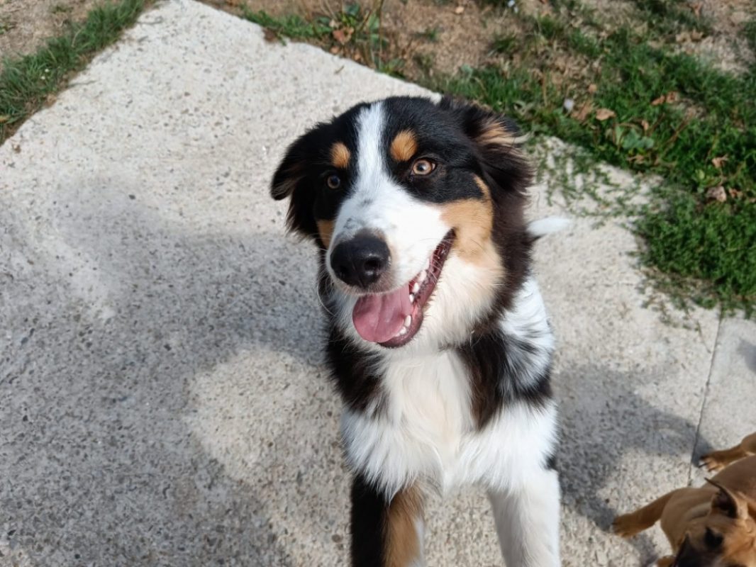 Bali - Chien à adopter