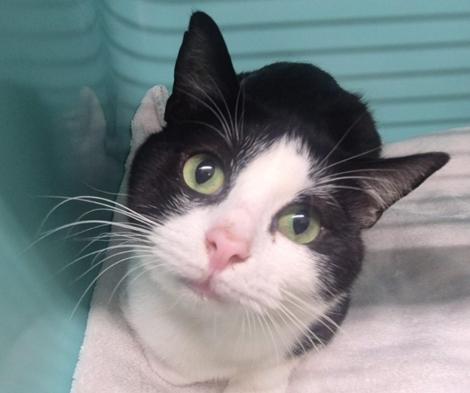 Merlin - Chat Européen à adopter