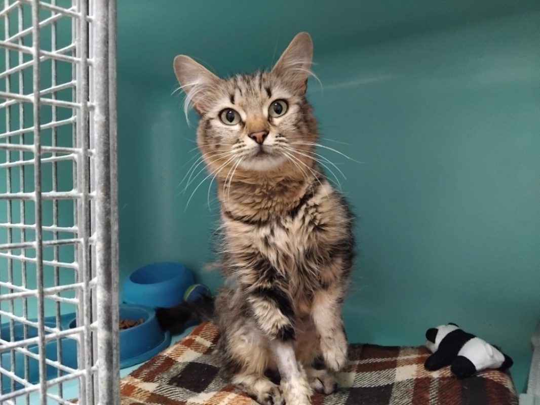 Princesse - Chat Européen à adopter