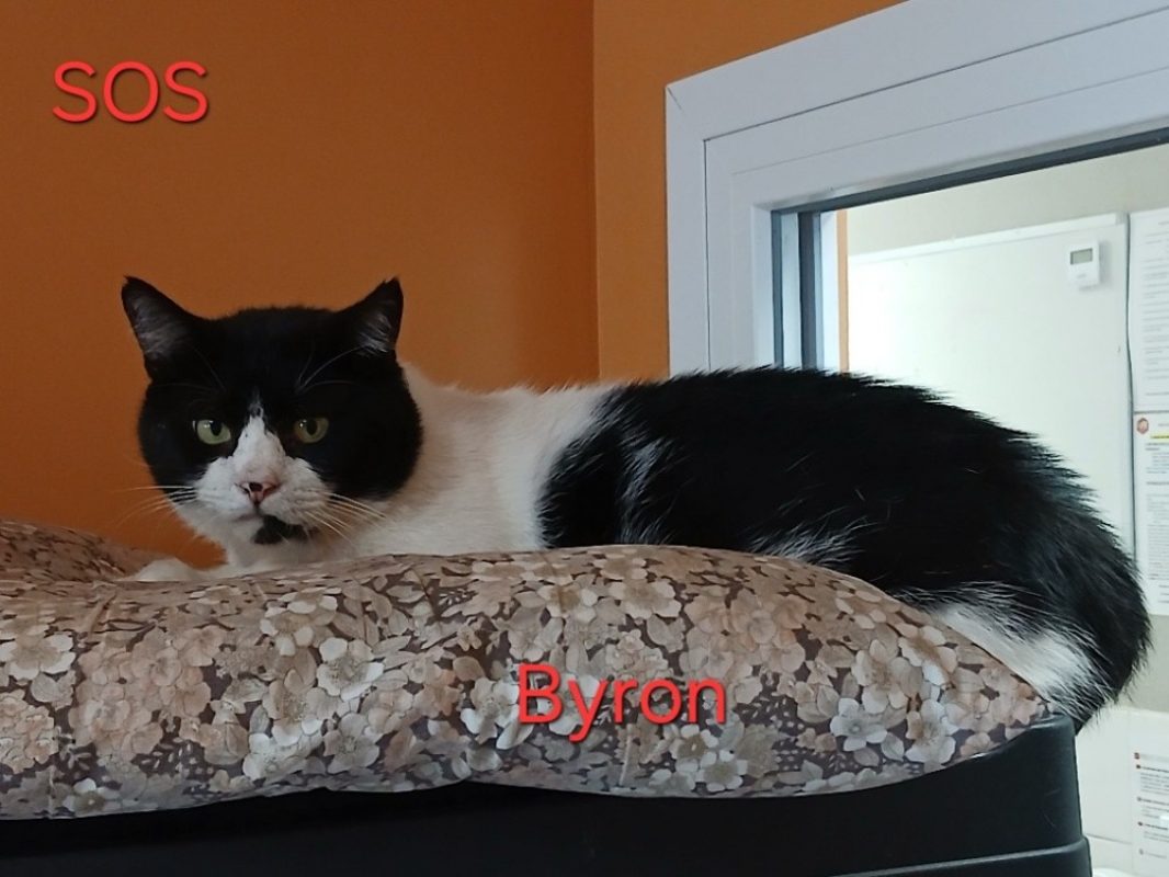 Byron - Chat Européen à adopter