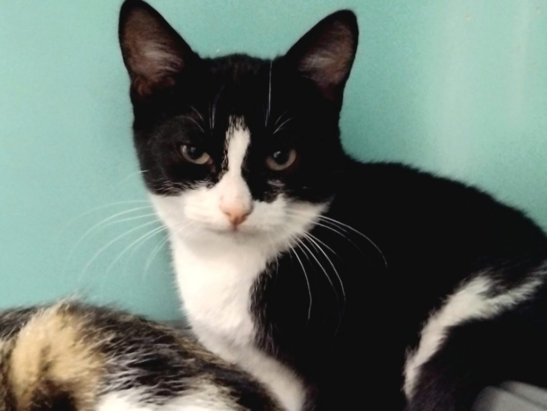 Happy - Chat Européen à adopter