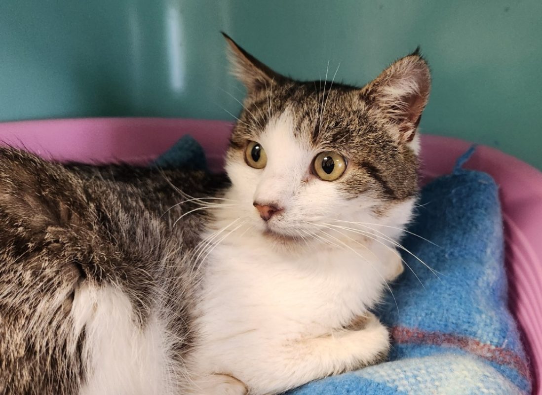 Miaoudamour - Chat Européen à adopter