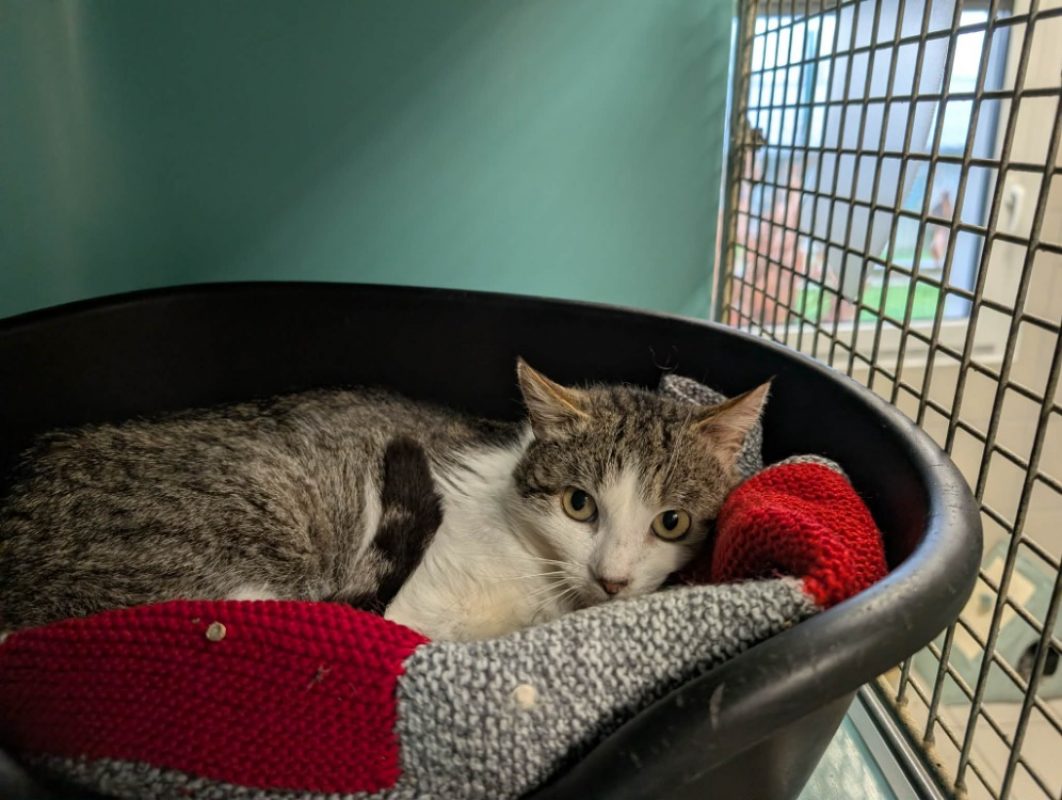 Miaoudamour - Chat Européen à adopter - photo 2