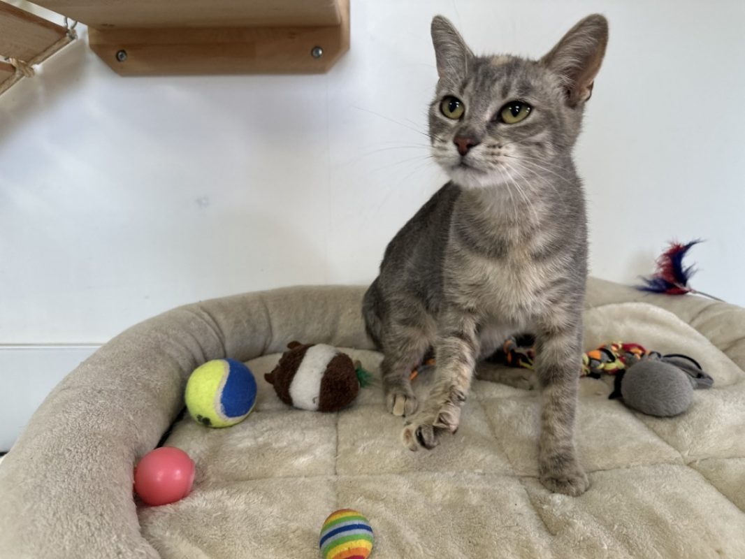 Zoe - Chat Européen à adopter