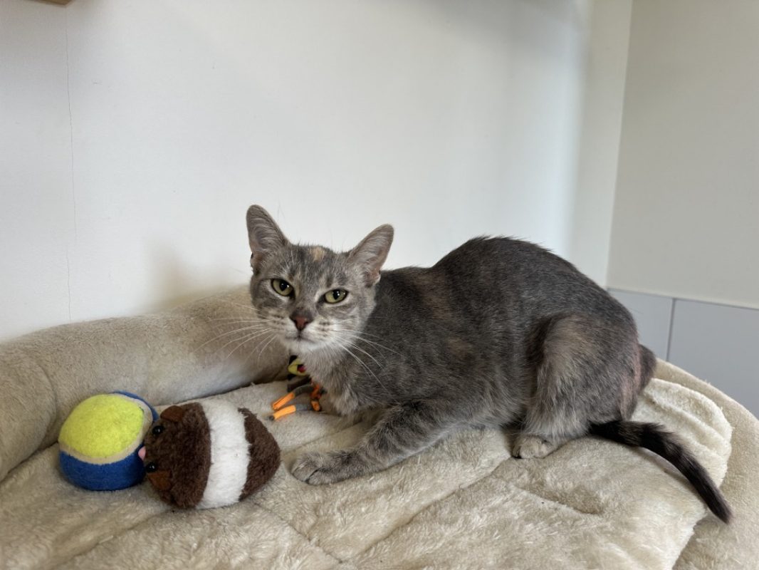 Zoe - Chat Européen à adopter - photo 2