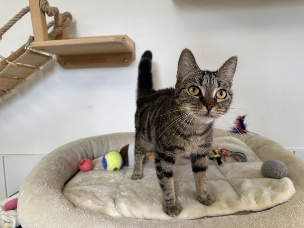 Bebe - Chat Européen à adopter