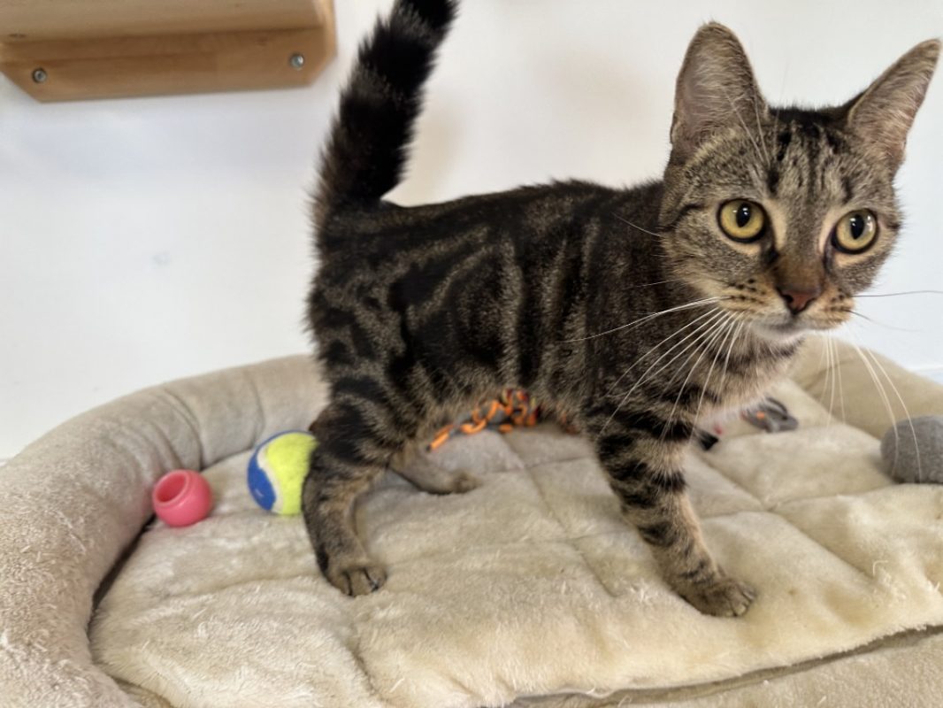 Bebe - Chat Européen à adopter - photo 2