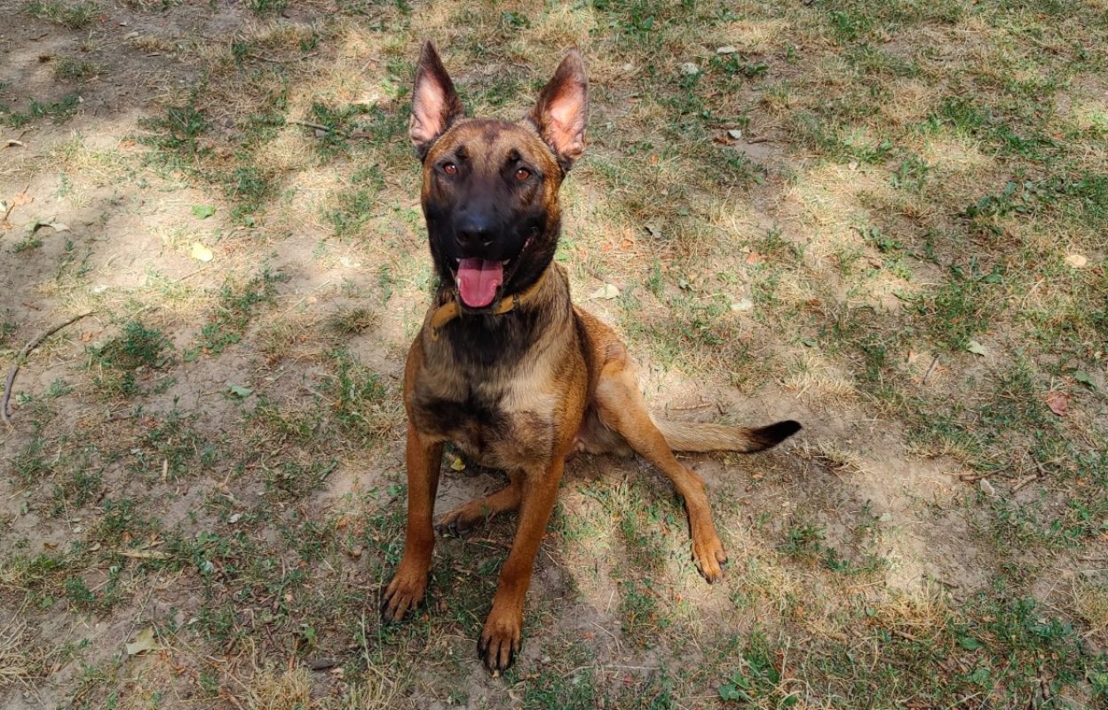 Bruno - Chien à adopter