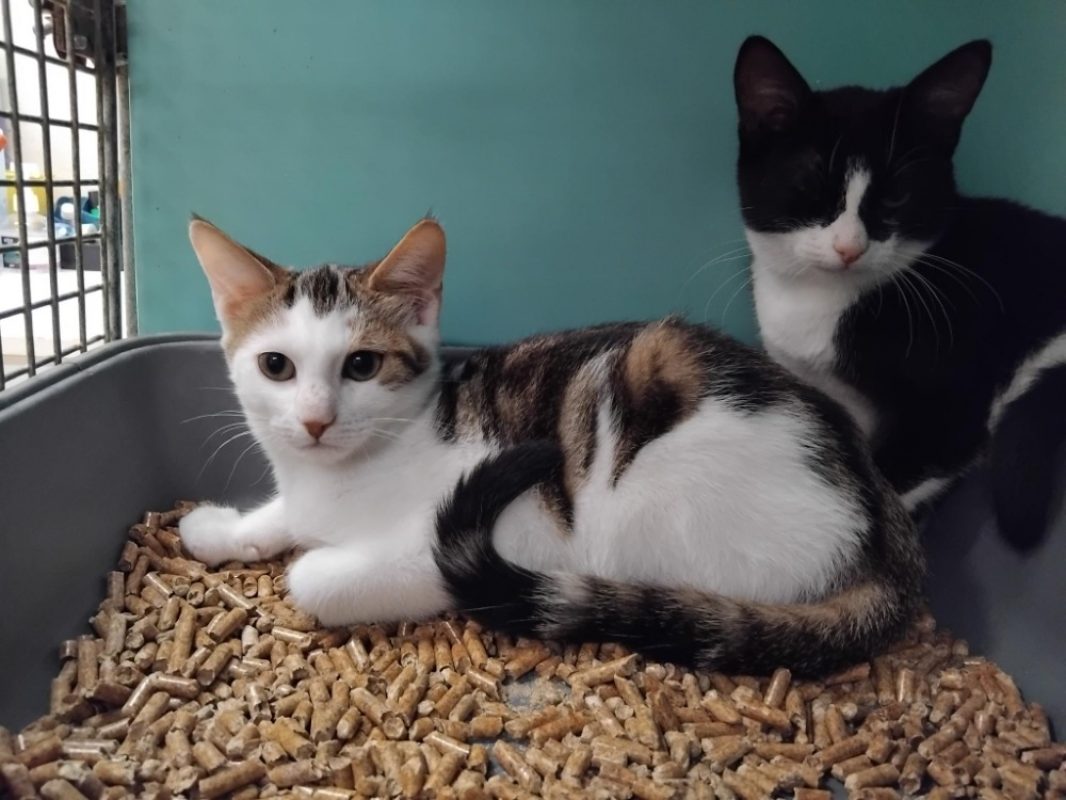 Tao - Chat Européen à adopter
