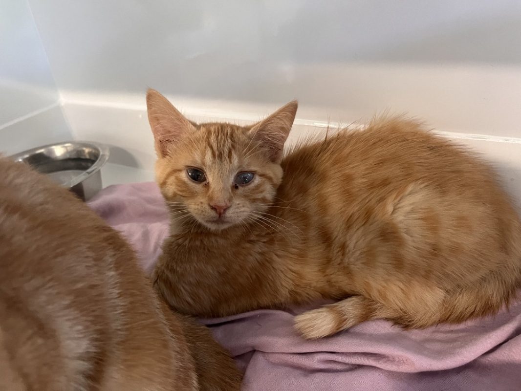 Nola - Chat Européen à adopter