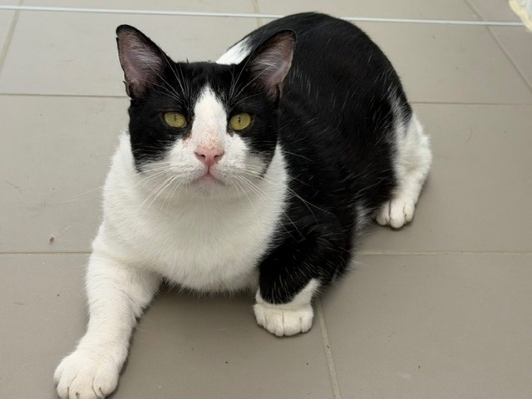 Nermal - Chat Européen à adopter
