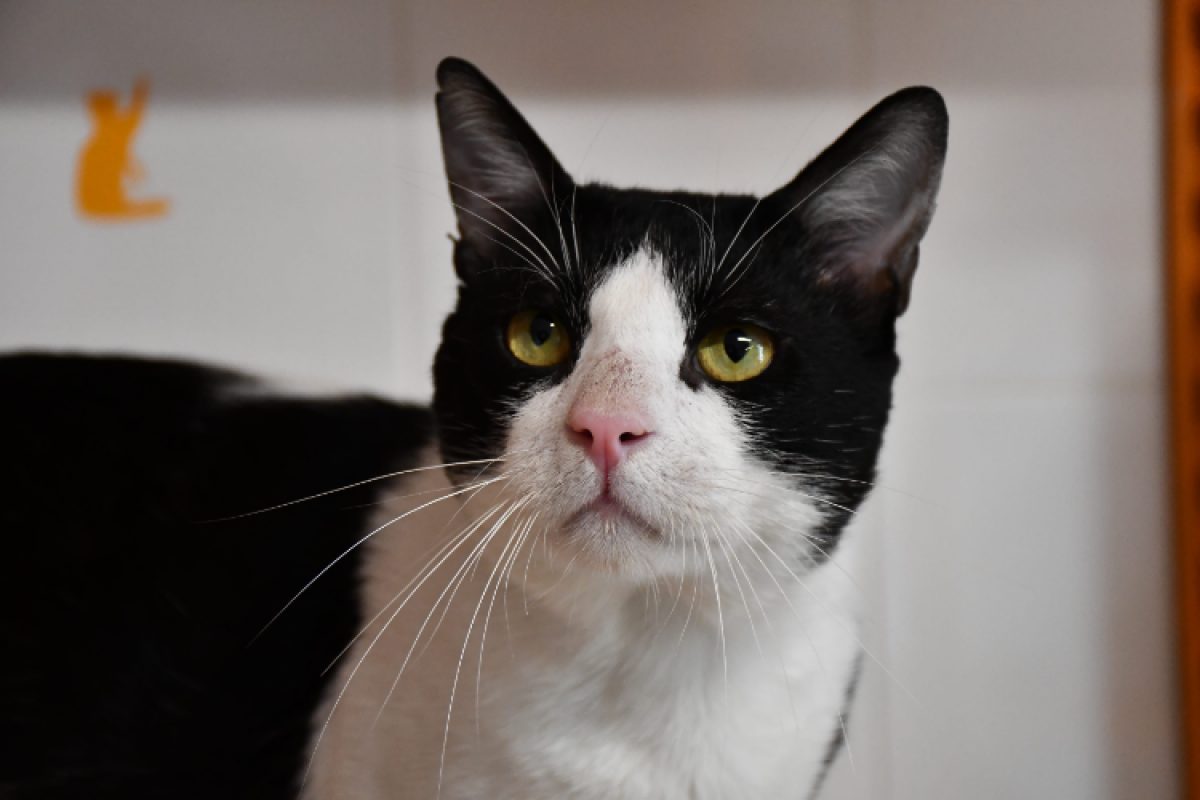 Nermal - Chat Européen à adopter - photo 2