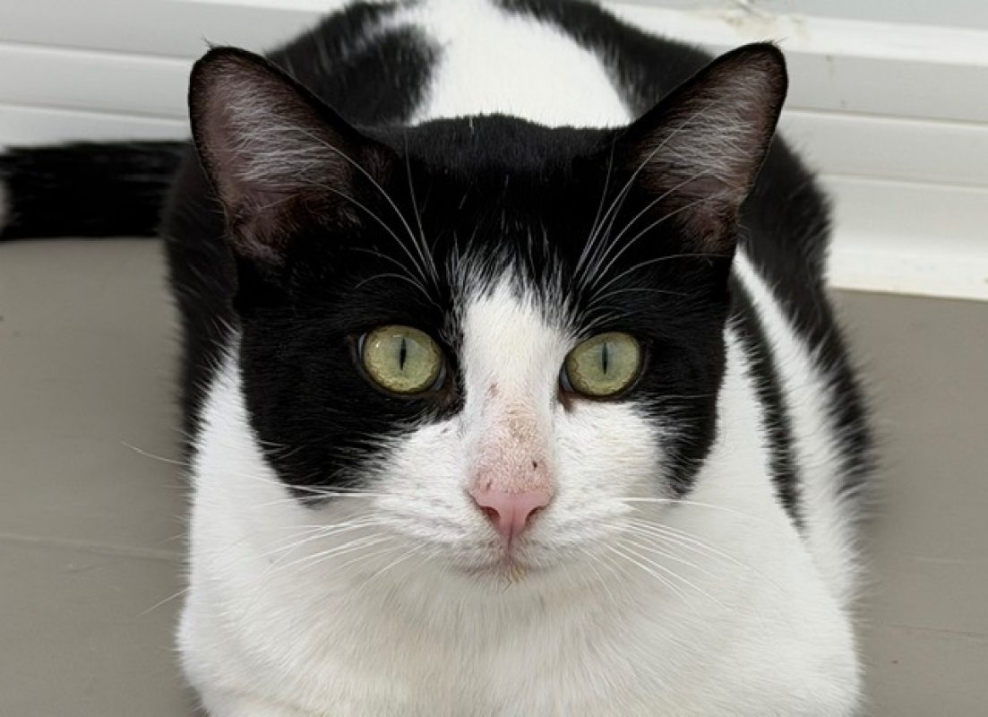 Onix - Chat Européen à adopter - photo 2