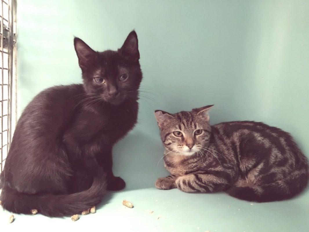 Camorra - Chat Européen à adopter