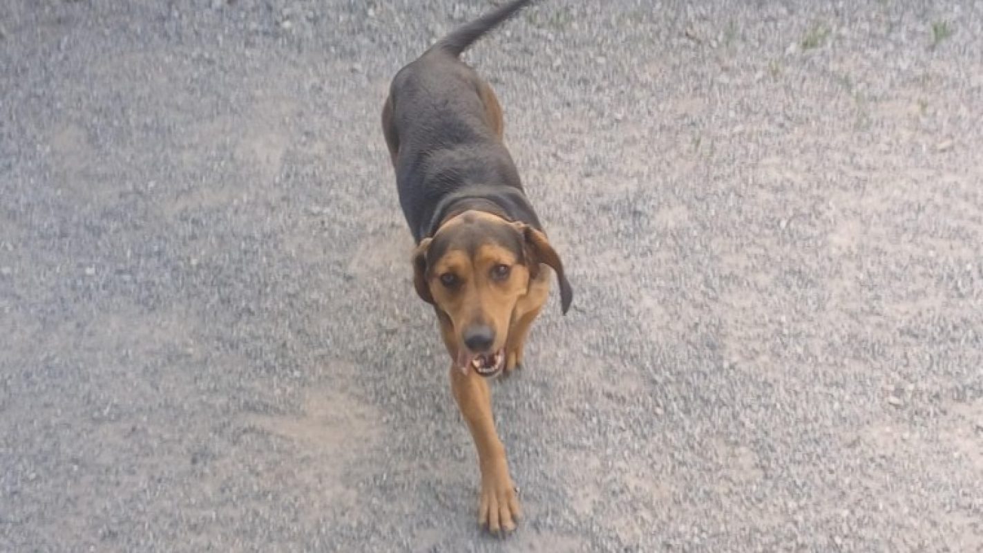 Bella - Chien Bruno du Jura à adopter