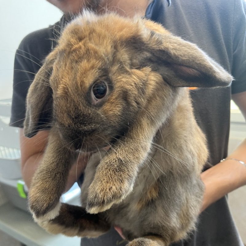 Cookie - Rongeur Lapin à adopter - photo 2