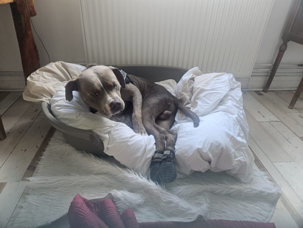 Pacha - Chien à adopter