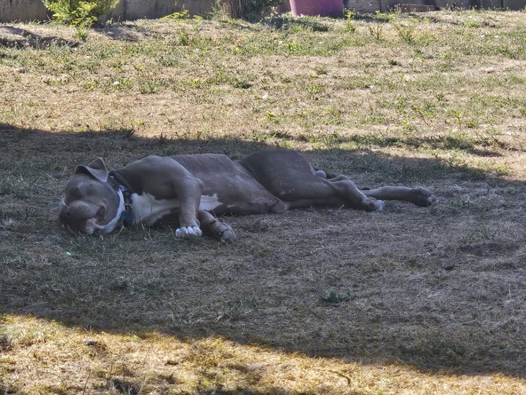 Pacha - Chien à adopter - photo 2