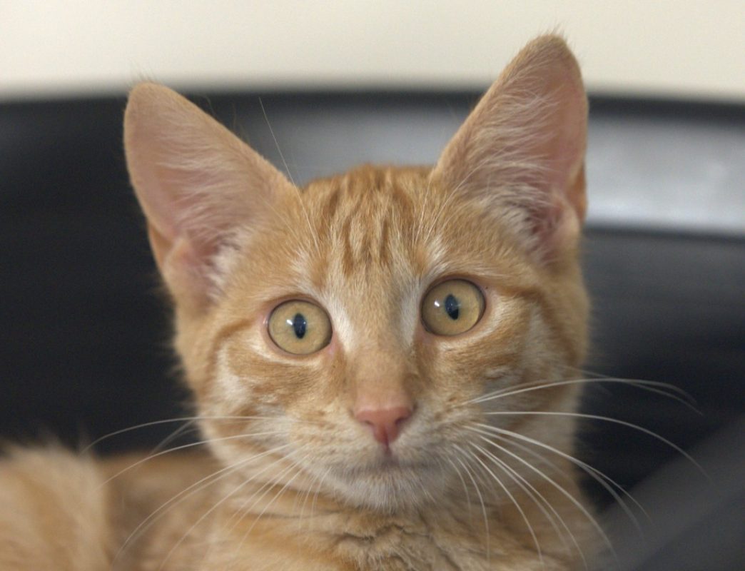 Felindra - Chat Européen à adopter