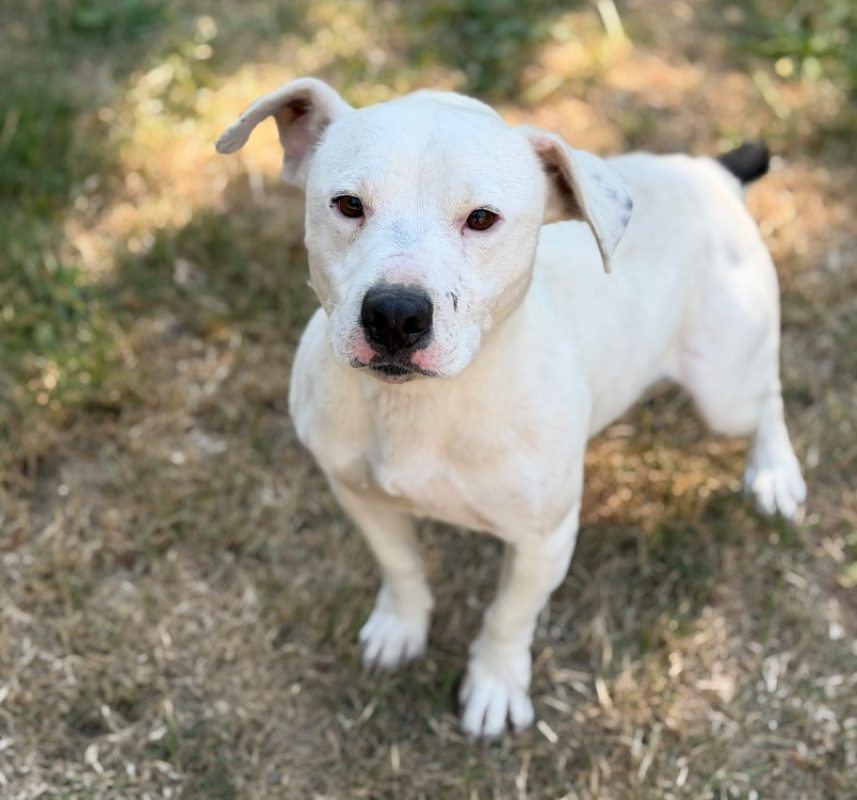 Socrate - Chien à adopter