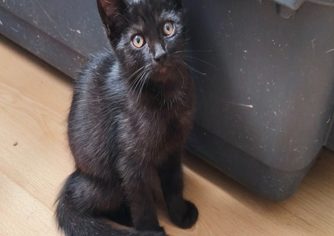 Salem - Chat Européen à adopter