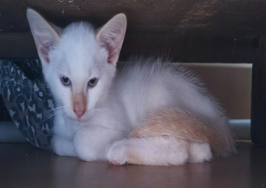 Ghost - Chat Européen à adopter