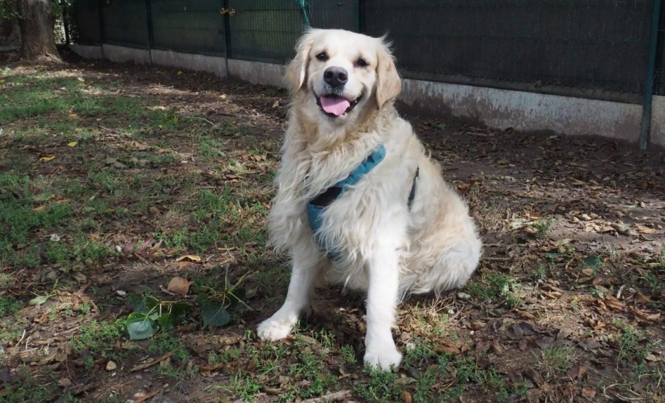 Kovu - Chien à adopter - photo 2