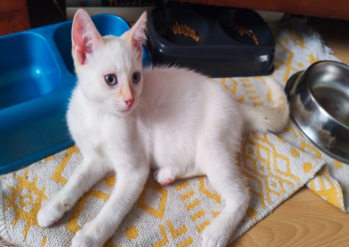 Viny - Chat Européen à adopter