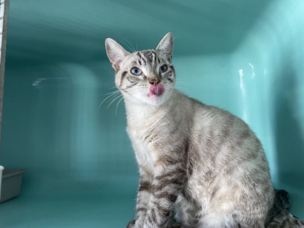 Oreo - Chat Européen à adopter