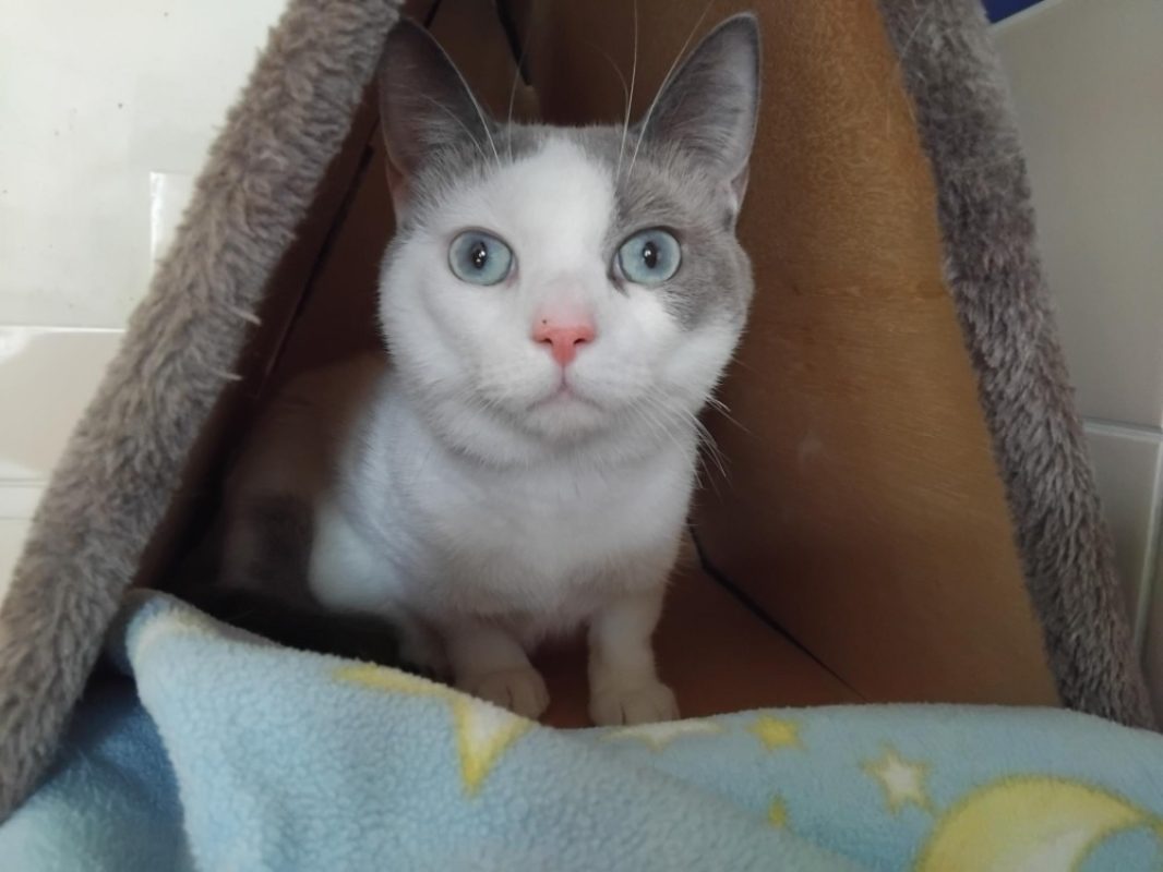 Iros - Chat Européen à adopter