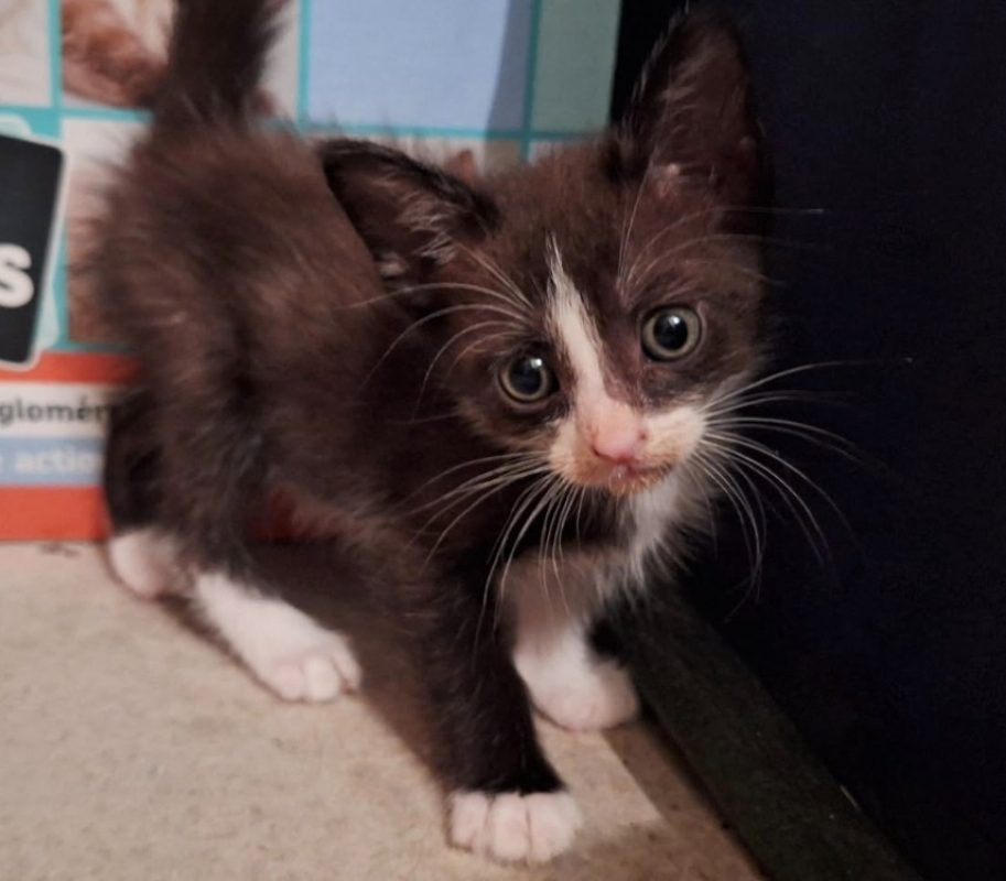 Héra - Chat Européen à adopter