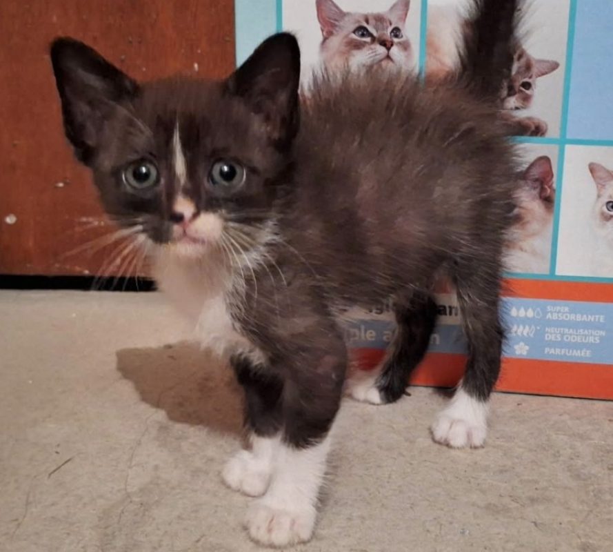 Freya - Chat Européen à adopter