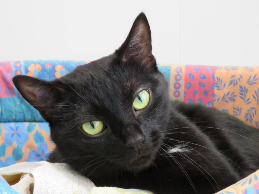 Tchala - Chat Européen à adopter