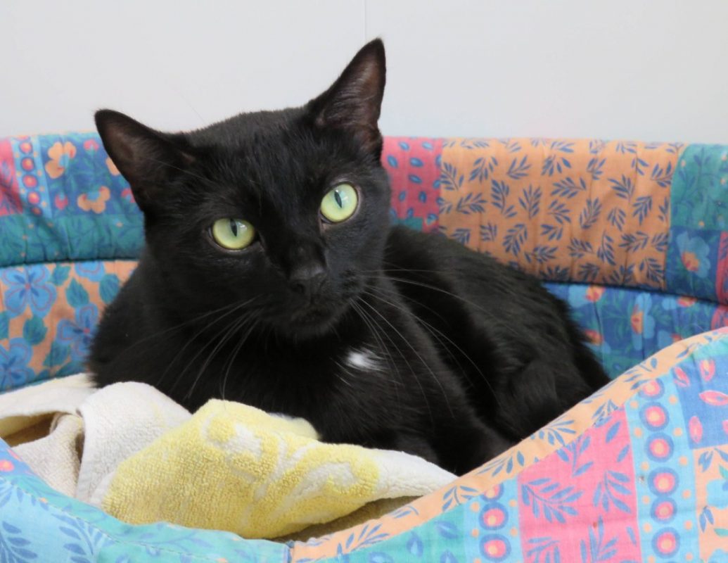 Tchala - Chat Européen à adopter - photo 2