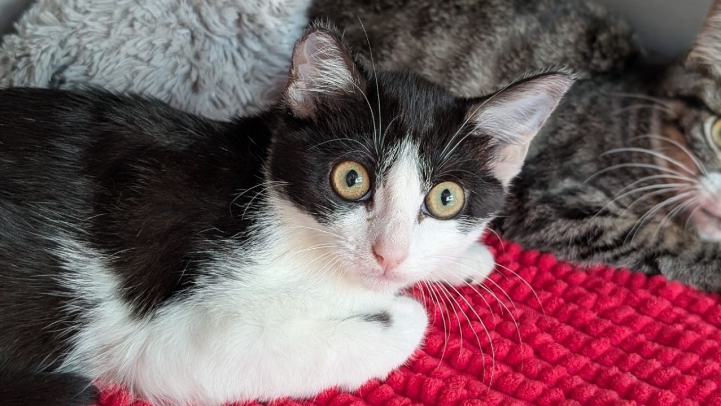 Trifle - Chat Européen à adopter